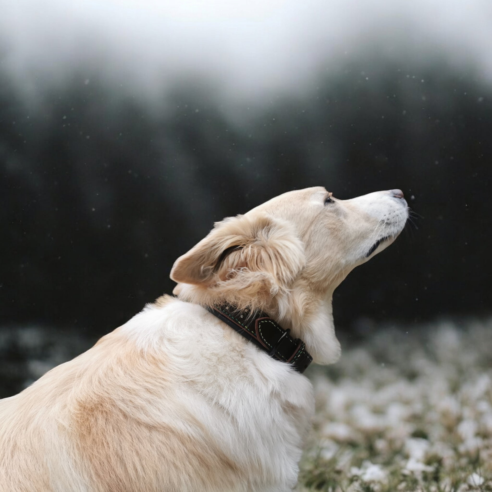 Colliers pour Chiens