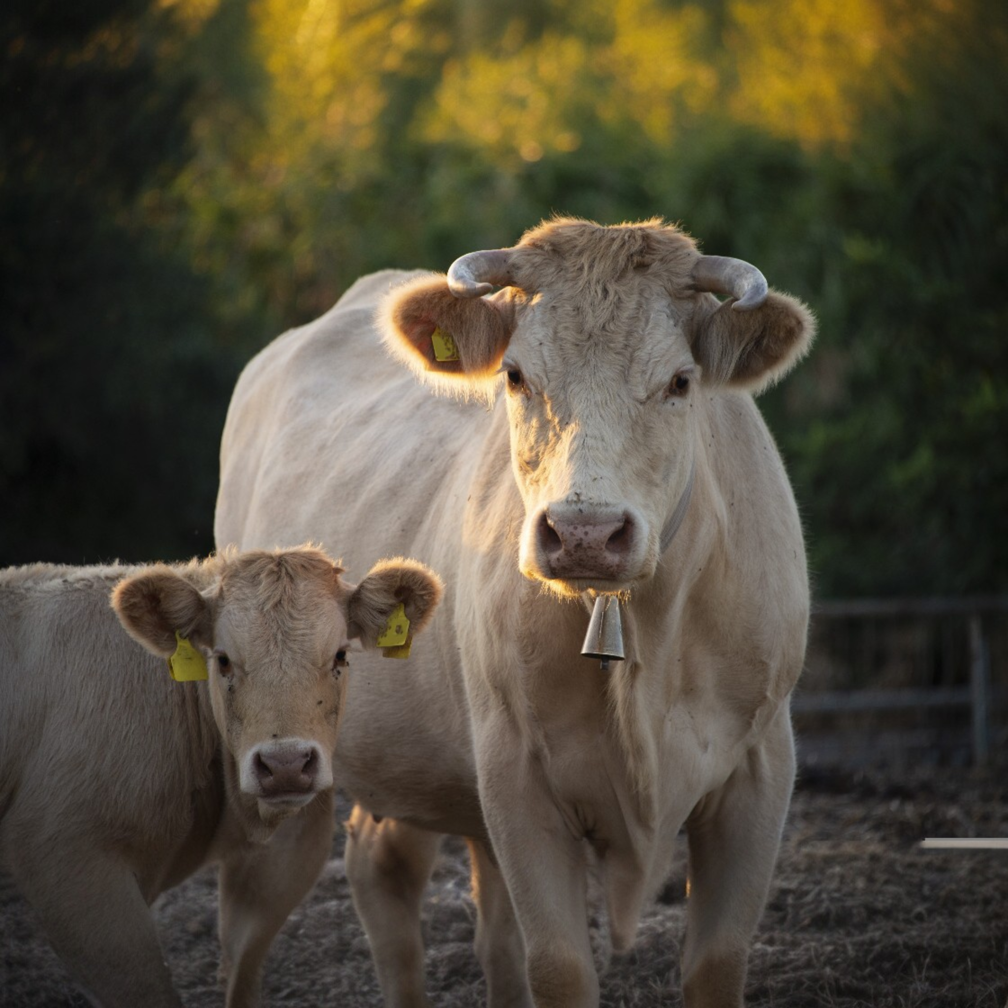 Colliers pour vaches avec cloche