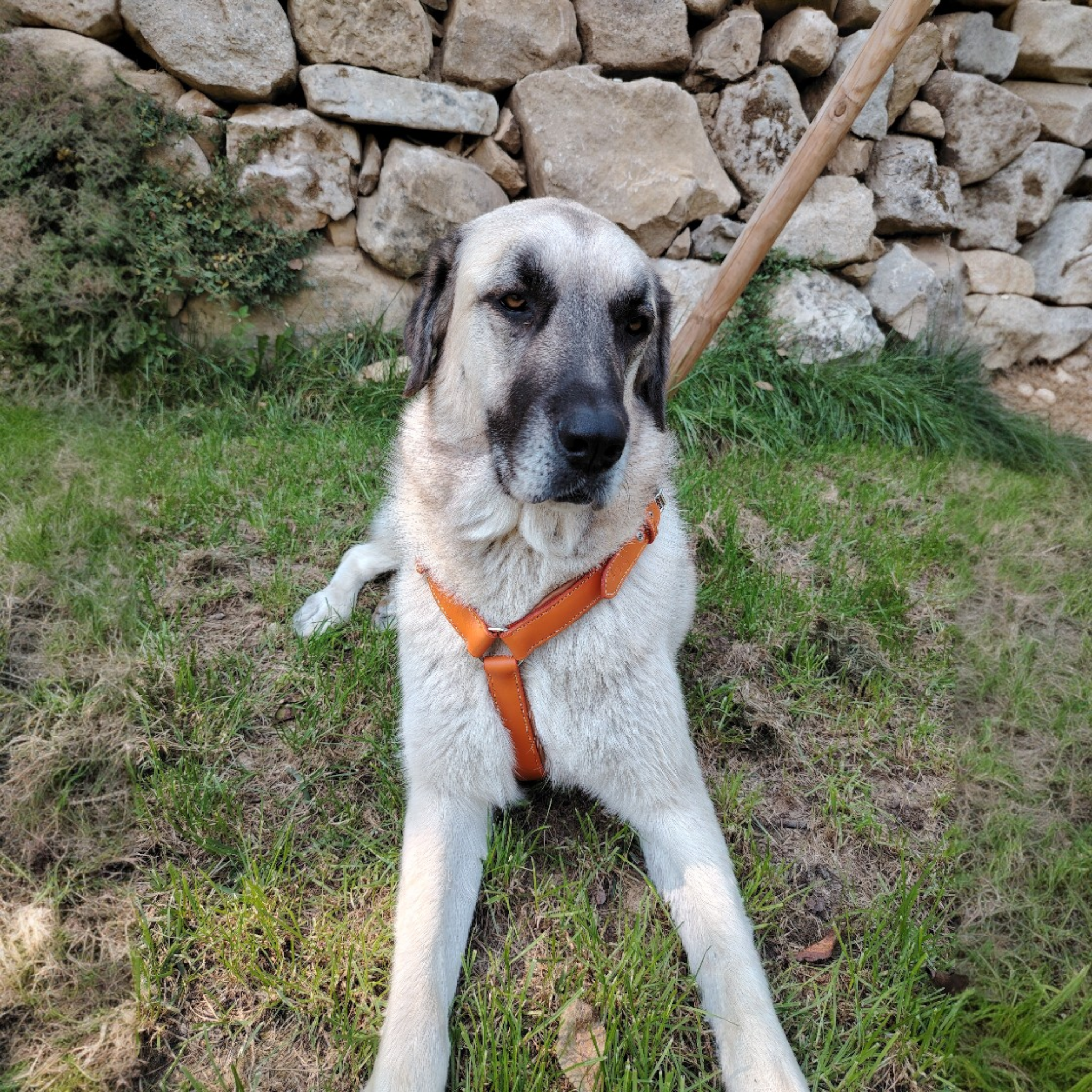 Voici un magnifique harnais artisanal en cuir orange vif, doublure camel et coutures dégradées jaune/marron, taille XL ! Il a été réalisé sur commande personnalisée pour un Golden Retriever chanceux.

Mais sur la photo, le Golden s'est fait piquer son rôle de star par ma propre chienne Berger d'Anatolie ! 😂 Elle l'a juste "essayé" pour vous montrer le résultat final... et franchement, ça lui va à ravir, non ?