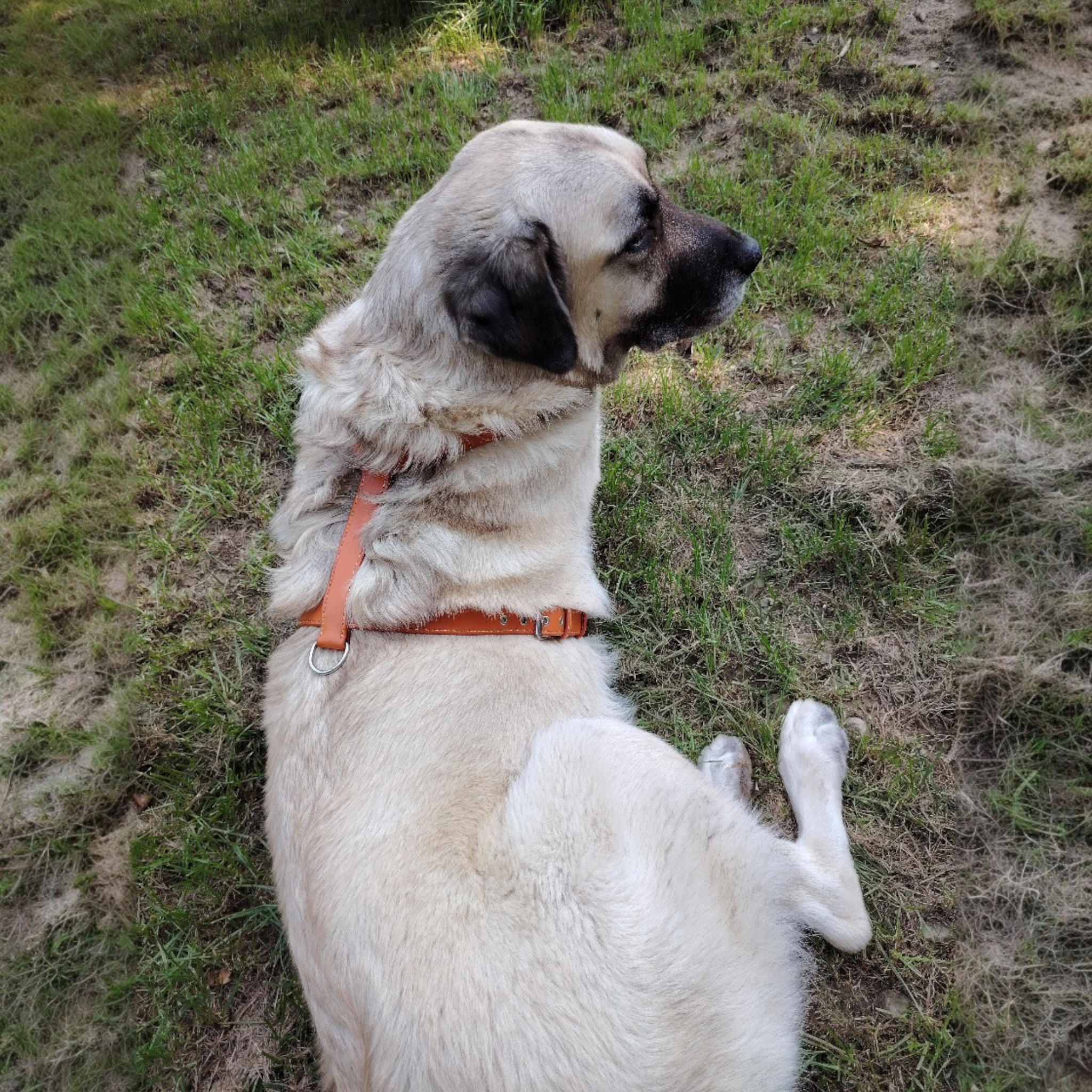 Voici un magnifique harnais artisanal en cuir orange vif, doublure camel et coutures dégradées jaune/marron, taille XL ! Il a été réalisé sur commande personnalisée pour un Golden Retriever chanceux.

Mais sur la photo, le Golden s'est fait piquer son rôle de star par ma propre chienne Berger d'Anatolie ! 😂 Elle l'a juste "essayé" pour vous montrer le résultat final... et franchement, ça lui va à ravir, non ?