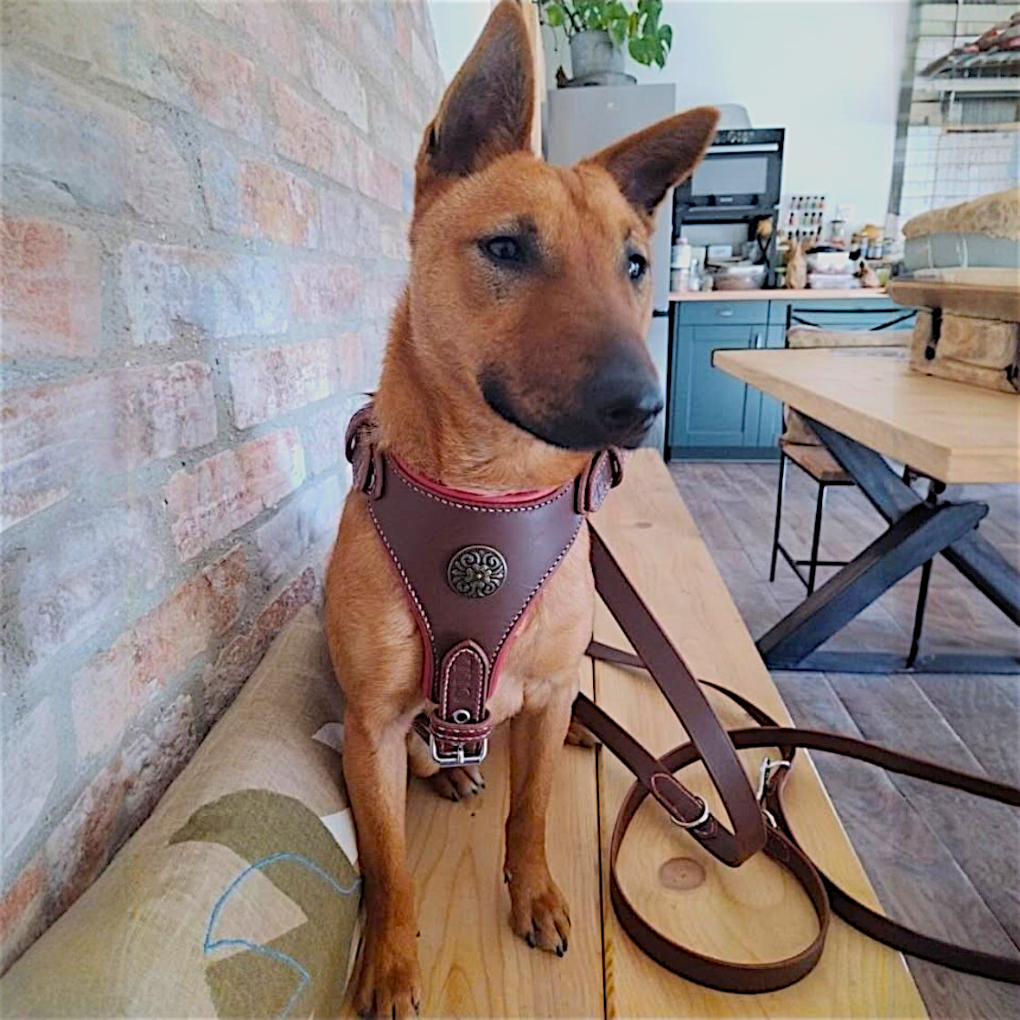 Harnais artisanal avec plastron doublé et concho. Cuir de couleur marron, doublure framboise et fils en dégradé de rose/framboise. Taille M (Spitz-Bull terrier). Commande personnalisée
