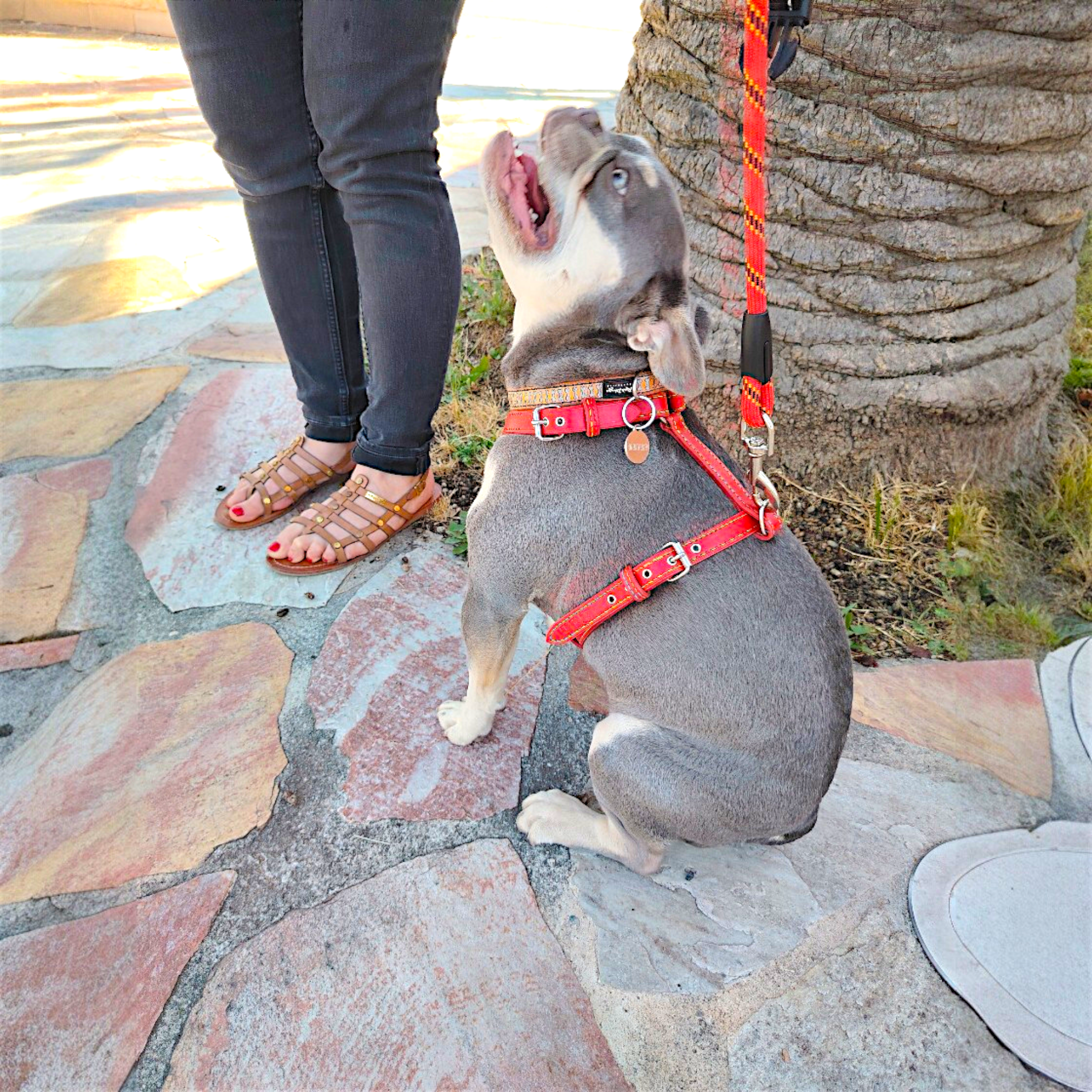 Harnais artisanal en cuir rouge, coutures multicolores et plastron avec conchos. Taille M (Bouledogue). Commande personnalisée.
