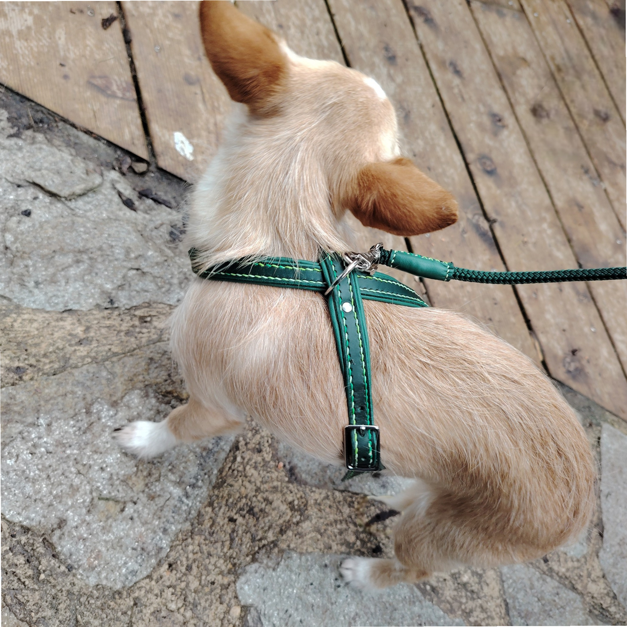 Harnais artisanal en 8 couleur vert sapin (cuir de 2mm d'épaisseur) avec doublure vert sapin et coutures en dégradé de vert. Taille S (Chihuahua). Commande personnalisée avec la laisse assortie en corde.